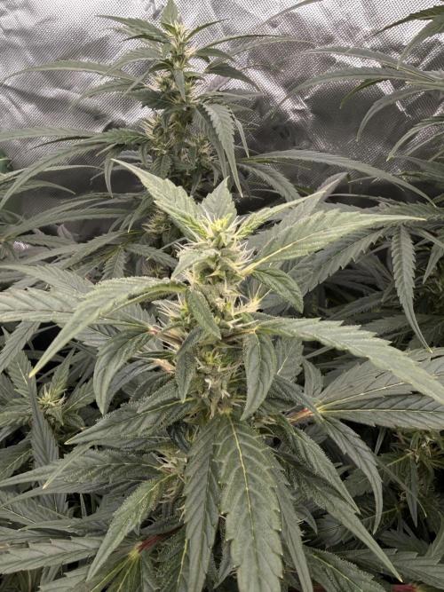 Sticky Braccoli Auto - Eternity Cup 2026. Week 8