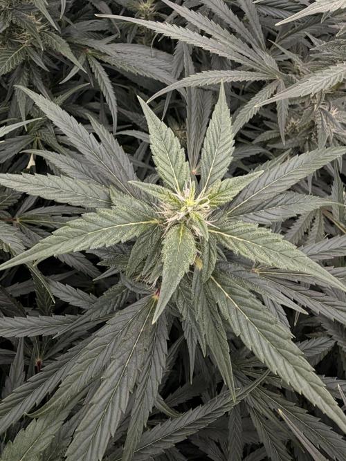 Sticky Braccoli Auto - Eternity Cup 2026. Week 8