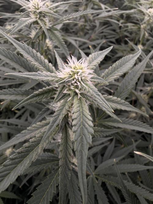 Sticky Braccoli Auto - Eternity Cup 2026. Week 8