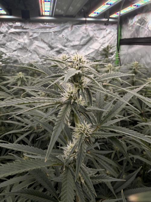 Sticky Braccoli Auto - Eternity Cup 2026. Week 8