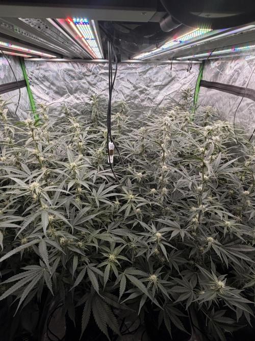 Sticky Braccoli Auto - Eternity Cup 2026. Week 8