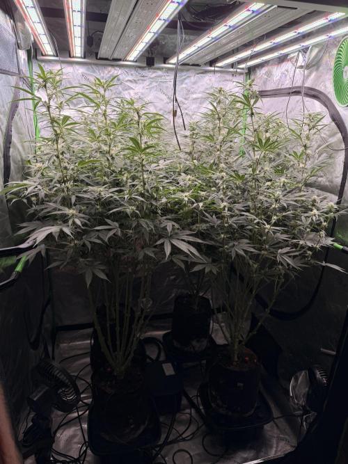Sticky Braccoli Auto - Eternity Cup 2026. Week 8