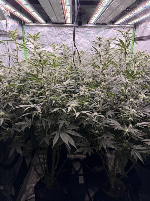Sticky Braccoli Auto - Eternity Cup 2026. Week 8