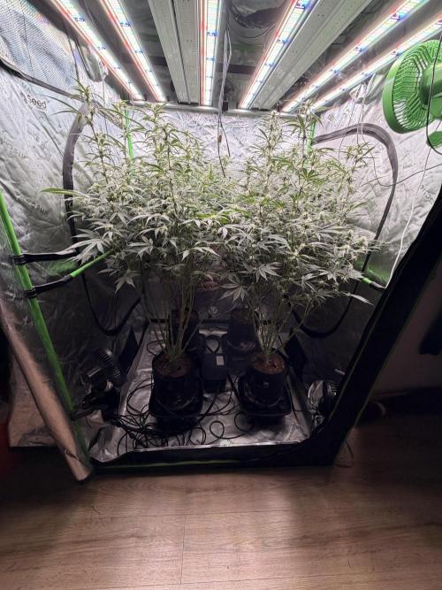 Sticky Braccoli Auto - Eternity Cup 2026. Week 8