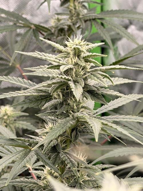 Sticky Braccoli Auto - Eternity Cup 2026. Week 8