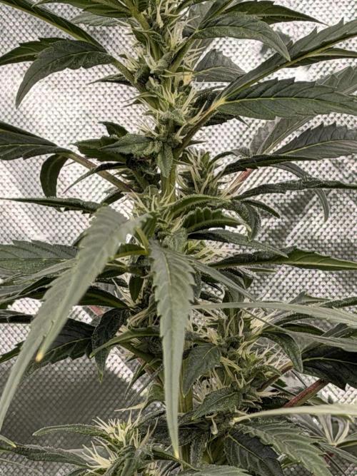 Sticky Braccoli Auto - Eternity Cup 2026. Week 8