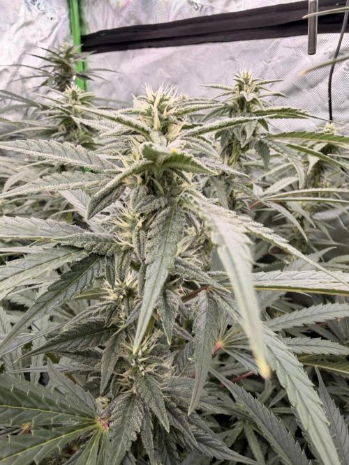 Sticky Braccoli Auto - Eternity Cup 2026. Week 8