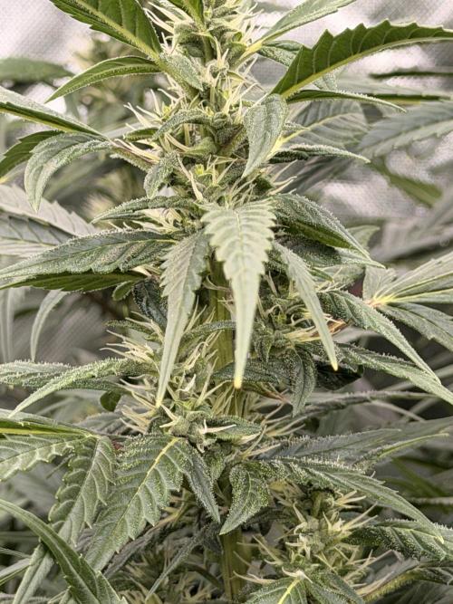 Sticky Braccoli Auto - Eternity Cup 2026. Week 8