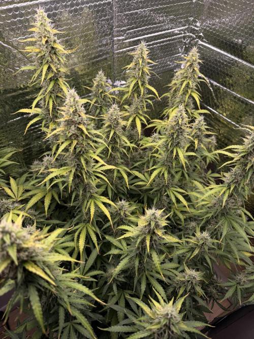 Sticky Mango Auto - Tastebudz Genetics. Week 10