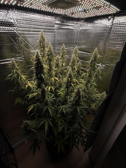 Sticky Mango Auto. Week 10