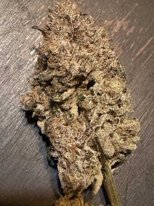 Jixer - Exotic Genetix. Week 13