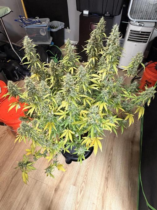 Sticky Mango Auto - Tastebudz Genetics. Week 11