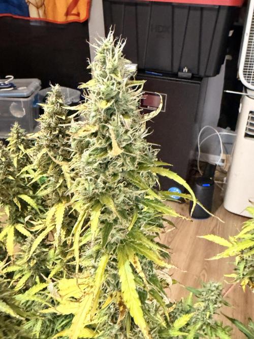 Sticky Mango Auto - Tastebudz Genetics. Week 11