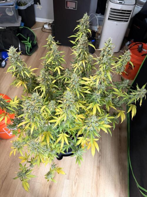 Sticky Mango Auto - Tastebudz Genetics. Week 11