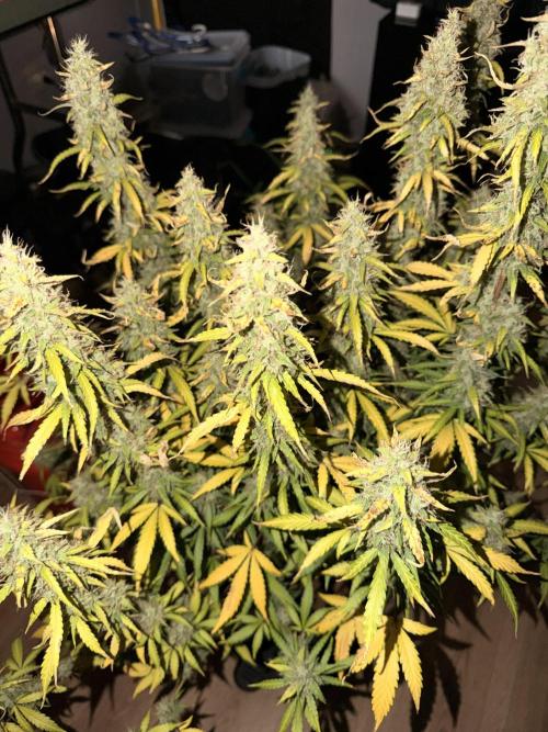 Sticky Mango Auto - Tastebudz Genetics. Week 11
