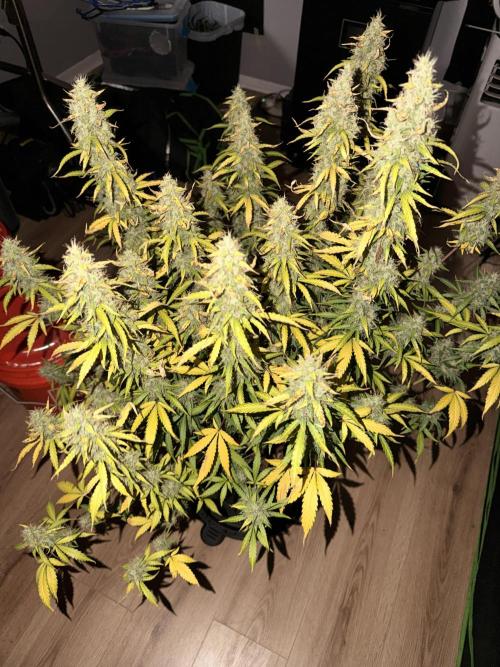 Sticky Mango Auto - Tastebudz Genetics. Week 11