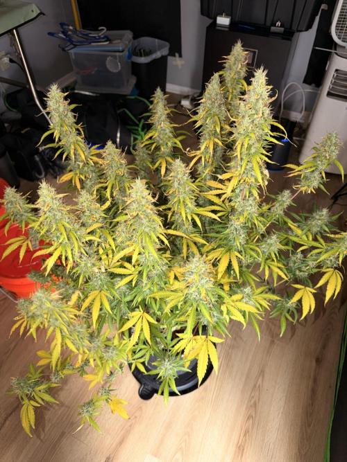 Sticky Mango Auto - Tastebudz Genetics. Week 11