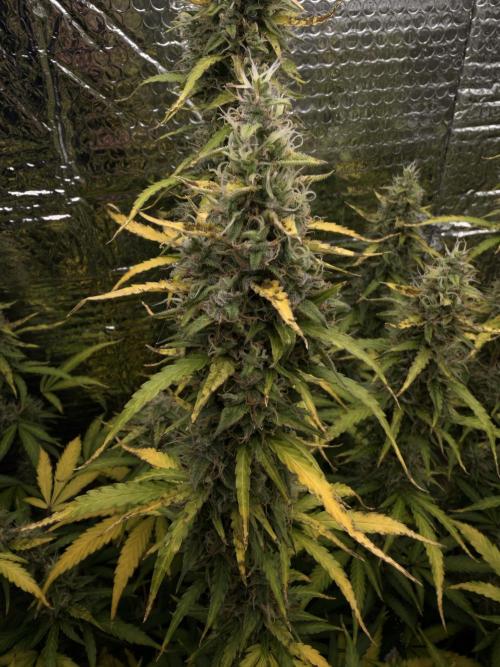 Sticky Mango Auto - Tastebudz Genetics. Week 11