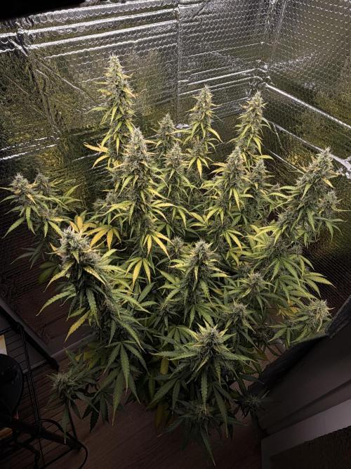 Sticky Mango Auto - Tastebudz Genetics. Week 11