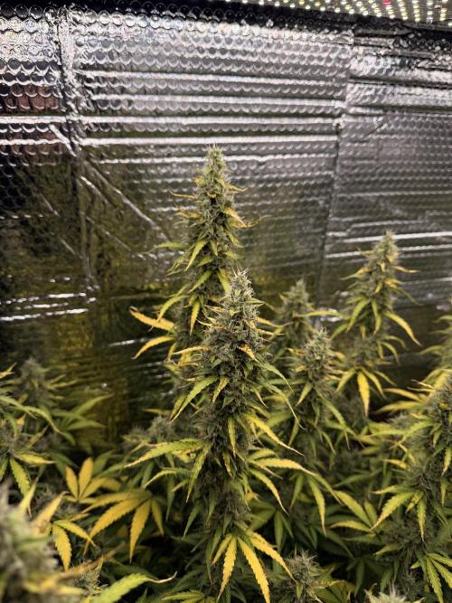 Sticky Mango Auto - Tastebudz Genetics. Week 11