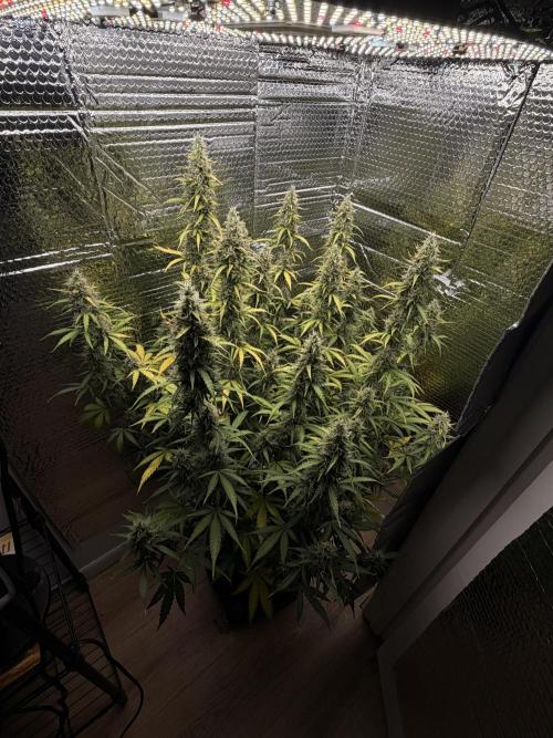 Sticky Mango Auto - Tastebudz Genetics. Week 11