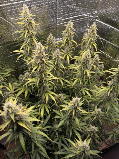 Sticky Mango Auto - Tastebudz Genetics. Week 11