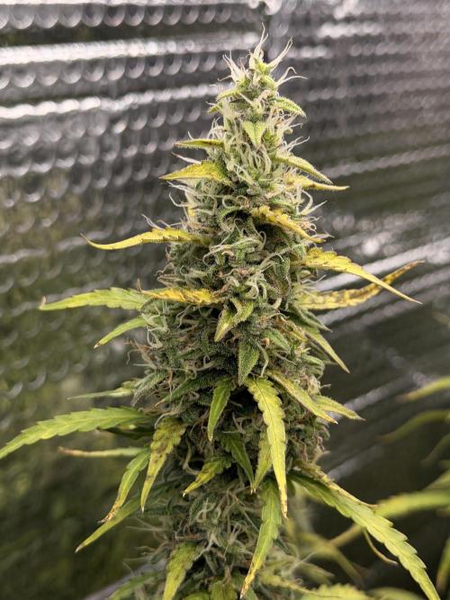 Sticky Mango Auto - Tastebudz Genetics. Week 11