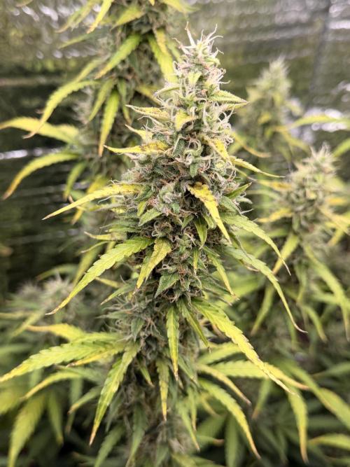 Sticky Mango Auto. Week 11