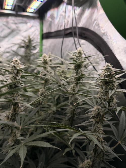 Sticky Braccoli Auto - Eternity Cup 2026. Week 9