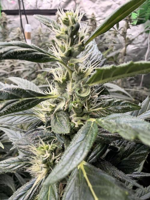 Sticky Braccoli Auto - Eternity Cup 2026. Week 9