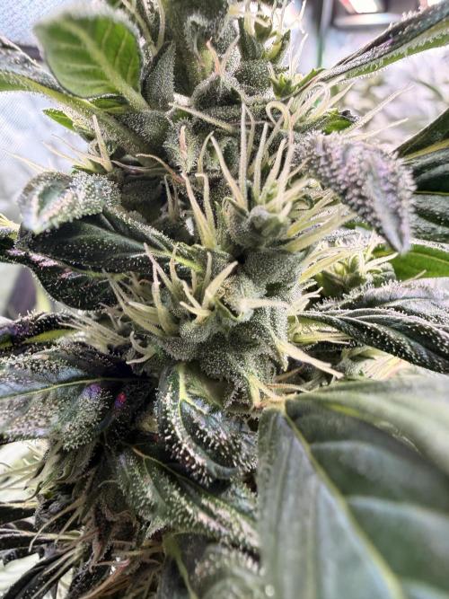 Sticky Braccoli Auto - Eternity Cup 2026. Week 9