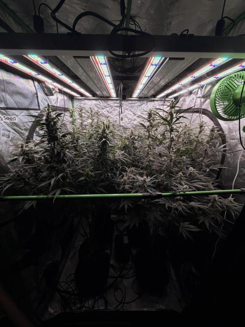 Sticky Braccoli Auto - Eternity Cup 2026. Week 9
