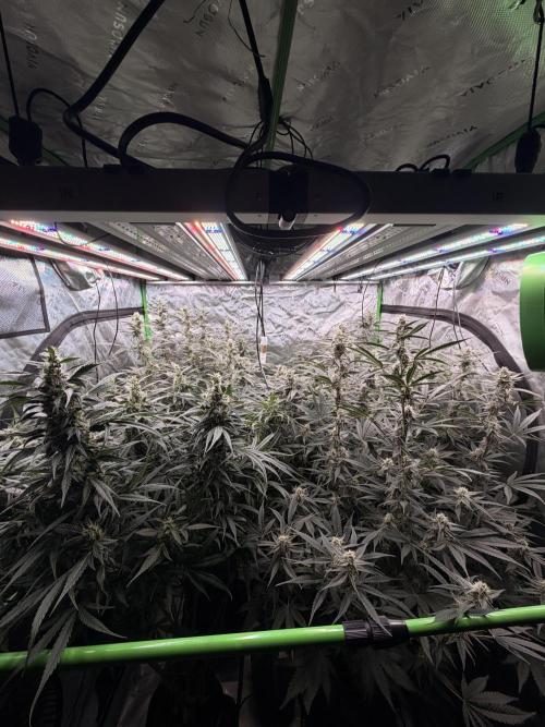 Sticky Braccoli Auto - Eternity Cup 2026. Week 9