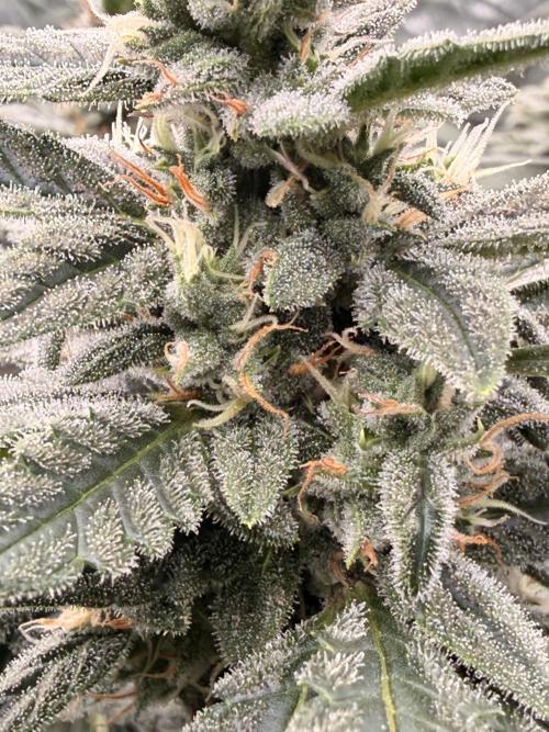 Sticky Braccoli Auto - Eternity Cup 2026. Week 9