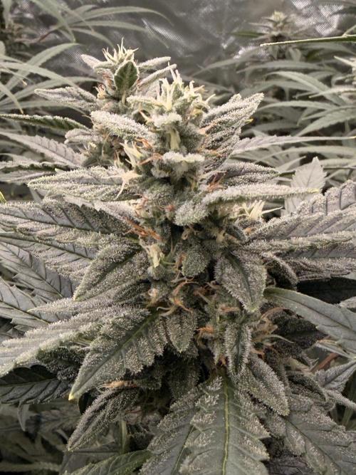 Sticky Braccoli Auto - Eternity Cup 2026. Week 9