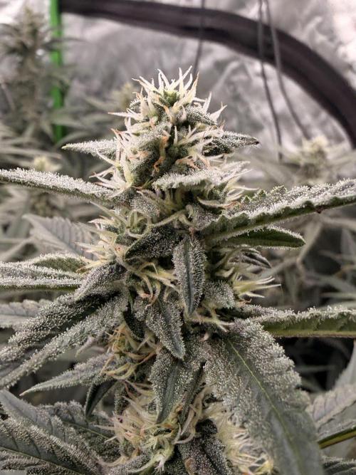 Sticky Braccoli Auto - Eternity Cup 2026. Week 9