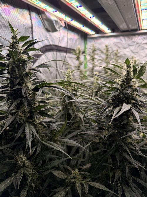 Sticky Braccoli Auto - Eternity Cup 2026. Week 9