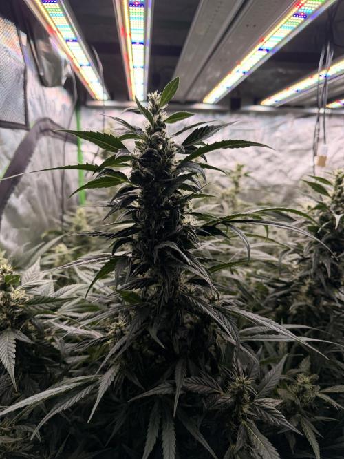 Sticky Braccoli Auto - Eternity Cup 2026. Week 9