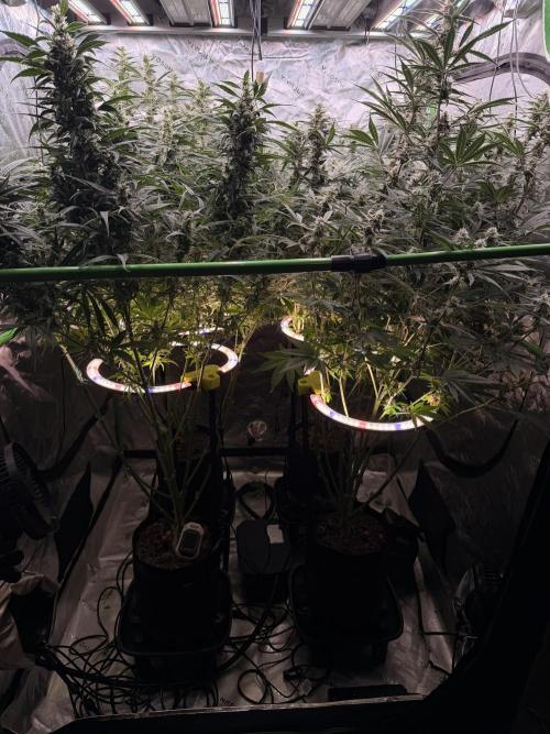 Sticky Braccoli Auto - Eternity Cup 2026. Week 9 - New under canopy lights