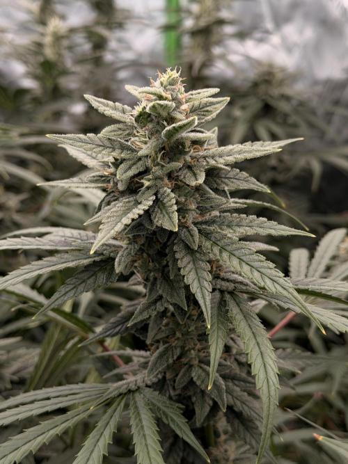 Sticky Braccoli Auto - Eternity Cup 2026. Week 10
