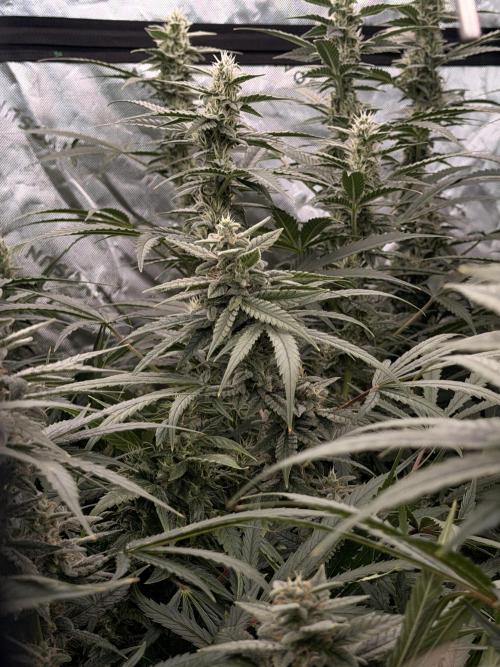 Sticky Braccoli Auto - Eternity Cup 2026. Week 10