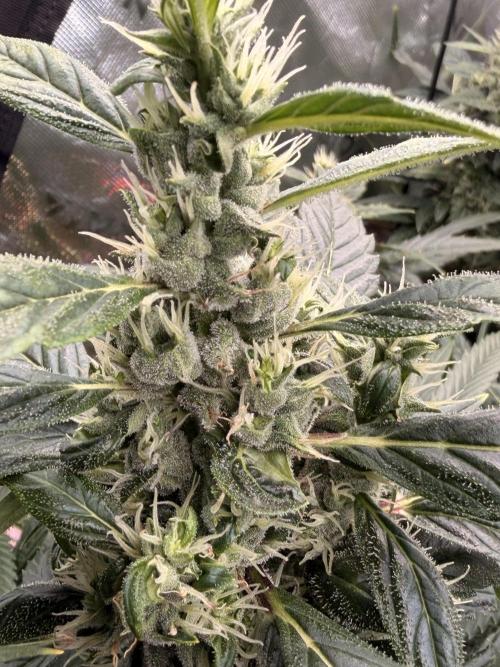 Sticky Braccoli Auto - Eternity Cup 2026. Week 10