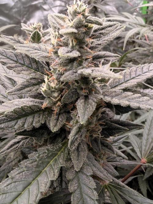 Sticky Braccoli Auto - Eternity Cup 2026. Week 10