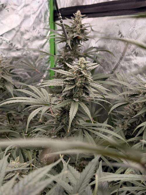 Sticky Braccoli Auto - Eternity Cup 2026. Week 10