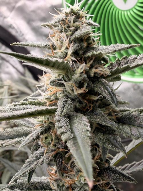 Sticky Braccoli Auto - Eternity Cup 2026. Week 10