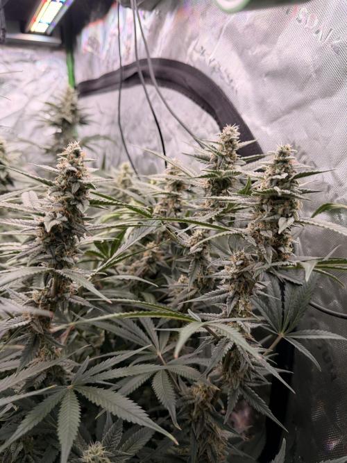 Sticky Braccoli Auto - Eternity Cup 2026. Week 10