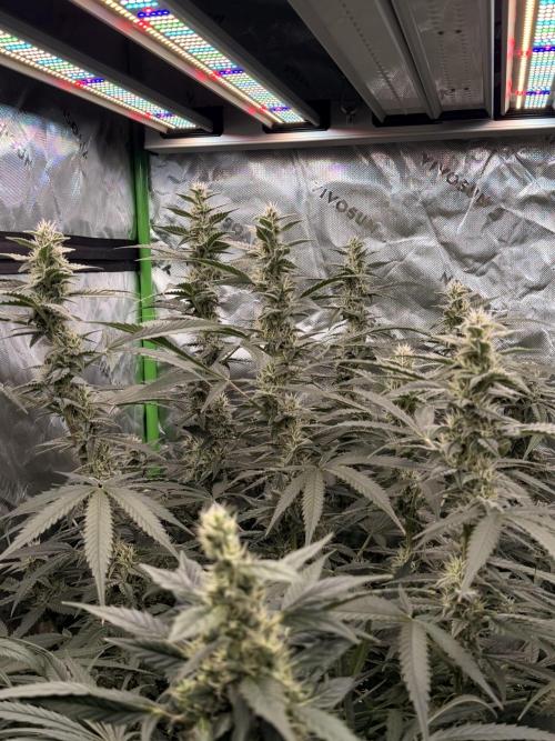 Sticky Braccoli Auto - Eternity Cup 2026. Week 10