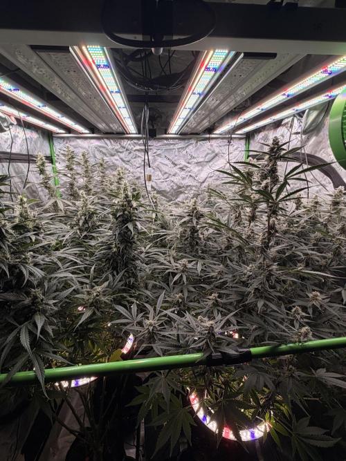 Sticky Braccoli Auto - Eternity Cup 2026. Week 10