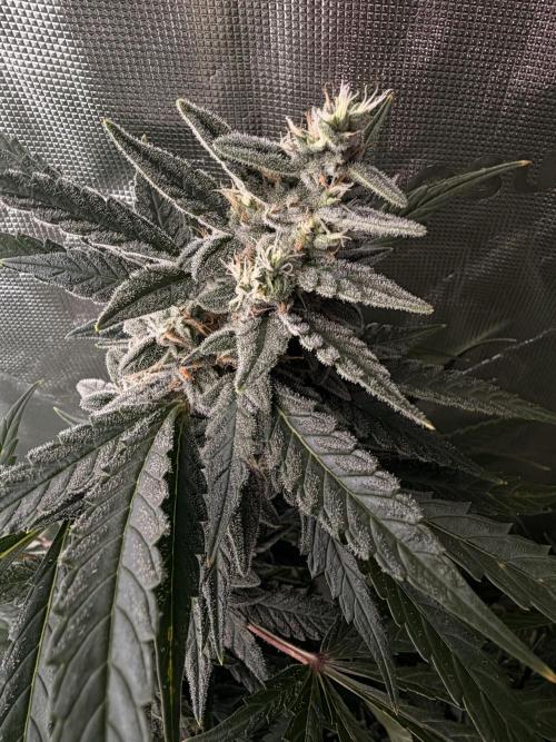 Sticky Braccoli Auto - Eternity Cup 2026. Week 10