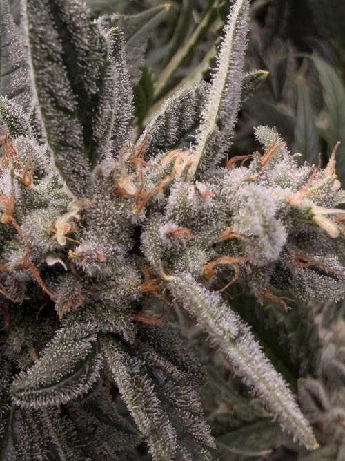 Sticky Braccoli Auto - Eternity Cup 2026. Week 10